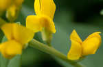 Yellow wild indigo